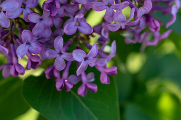 Lilac branch in bloom in spring, pink and purple flowers