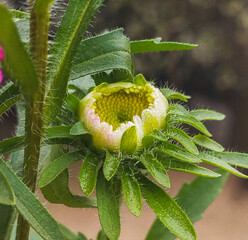 Vibrant pink China Aster flowers with bright yellow centers and morning dew.
