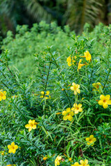 Vertical perspective of yellow flowers blooming on a tall, green, leafy bush.