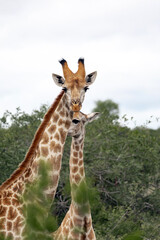 Giraffe with its baby in Kruger National Park. Wild animal during safari trip. Motherhood and wildlife in South Africa.