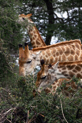 Three giraffe feeding from tree. Wildlife animal eating leaf. African safari. Nature and conservation concept