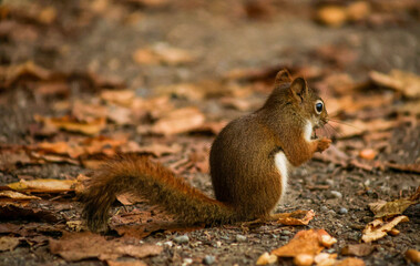 Fototapeta premium Red squirrel eating on forest floor with autumn leaves