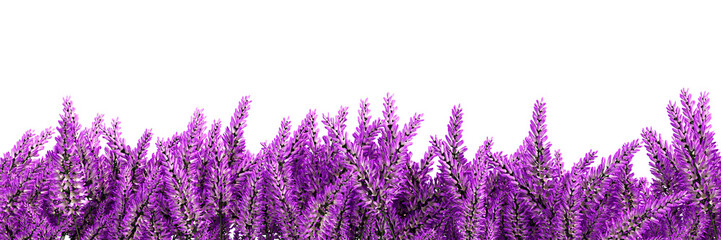 lavender flower border isolated on white