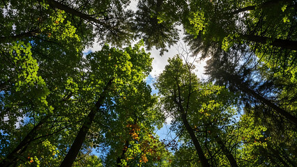 Obraz premium Forest canopy view looking upward through tall trees and overlapping leaves with bright sky