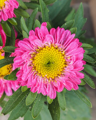 Vibrant pink China Aster flowers with bright yellow centers and morning dew.