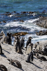 African penguin colony on rock near ocean. Wild animal conservation in natural habitat.