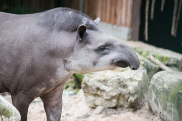 Fototapeta premium Tapir. Wild animal plain tapir close up, in zoo