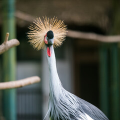 Close up of profile of African grey crowned crane