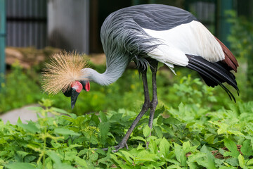 Obraz premium African grey crowned crane is eating