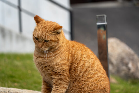 Japan,pumpkin,Seto Inland Sea,Naoshima,cat