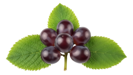 Dark purple grapes with green leaves isolated PNG, fresh fruit on transparent background for healthy eating and design projects