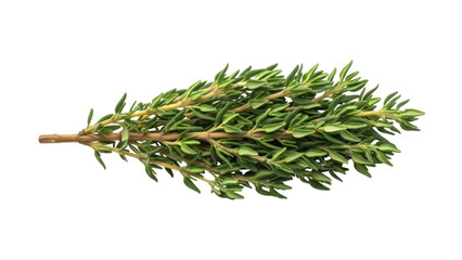 Fresh thyme sprigs isolated PNG, aromatic herb with small green leaves and woody stems for cooking and seasoning on transparent background