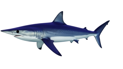 Blue shark PNG isolated on transparent background, predatory sea animal with streamlined body and powerful tail for marine life concepts