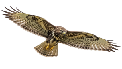 Soaring hawk PNG isolated on transparent background, majestic bird of prey with outstretched wings in flight, wildlife photography