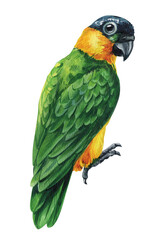 Fototapeta premium Green parrot watercolor bird portrait with yellow orange chest isolated on white background, Black-headed Caique