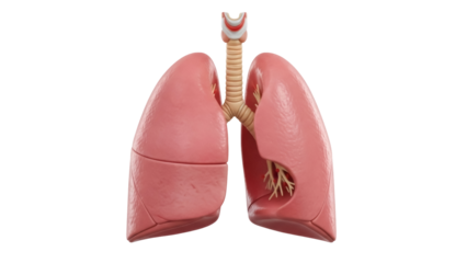 Human lungs isolated PNG on transparent background, detailed anatomical model of respiratory system for medical education and healthcare visuals