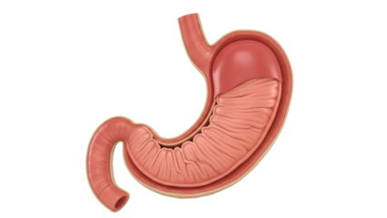Human stomach anatomy PNG isolated on transparent background, digestive system organ for medical and educational use