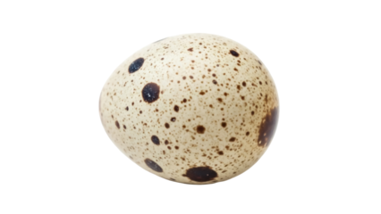 Speckled quail egg isolated PNG on transparent background, small bird egg with brown spots for Easter and culinary use