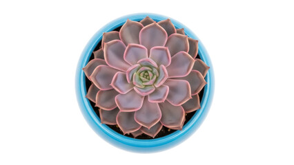 Echeveria succulent in blue pot isolated PNG, top view of rosette plant with fleshy leaves for gardening and home decor projects