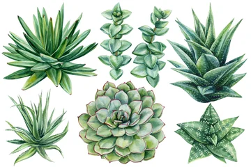 Fototapeten Dschungel Succulent plants set watercolor with agave aloe echeveria rosettes and green leaves isolated on white  © Hanna