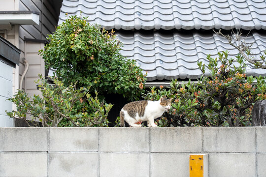 Japan,pumpkin,Seto Inland Sea,Naoshima,cat