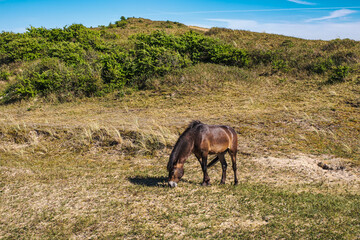 Wild horse in the dunes near Egmond aan Zee in the Netherlands