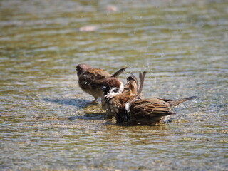 スズメの水浴び