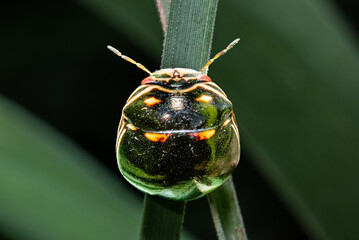 Close-up macro photo of a Coptosoma xanthogramma insect perched on a green leaf.