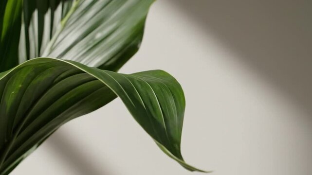 Minimalist Leaf Arrangement Against Soft Background, Modern Aesthetic And Serene Tropical Vibe