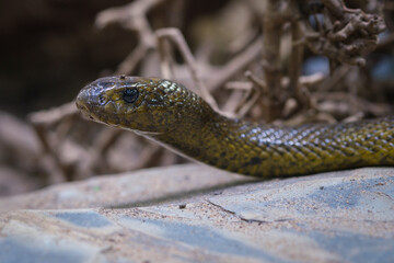 Obraz premium Snake Resting on Stone Surface