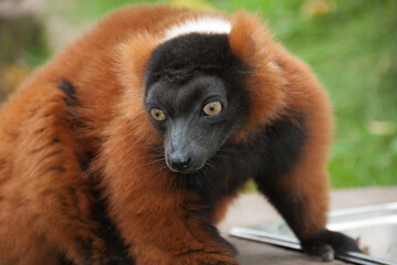 Obraz premium Red Ruffed Lemur Close Up