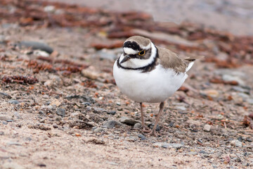 The little ringed plover is a small but very restless sandpiper on the river bank.