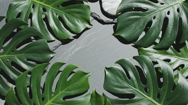 Stylish Monstera Leaves Arrangement On Stone Background For Tropical Product Presentation