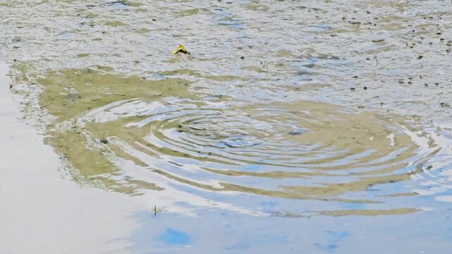 Mudskippers on mudflat at low tide, tropical fish out of water, coastal wetland ecosystem, marine life, amphibious fish behavior, shallow water habitat, mangrove environment, wildlife nature scene.