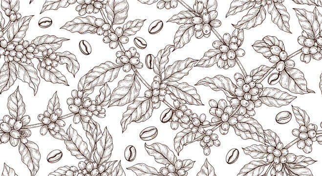 Detailed botanical sketch of coffee branches with leaves and berries in a seamless vintage style pattern for packaging or decor.