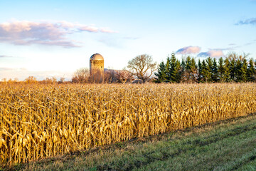 A ready for harvest corn field extends across the foreground with a farm silo and trees in the background under a clear fall sky in rural Ontario.