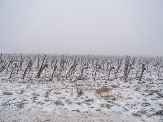 snow covered vineyard .winter time