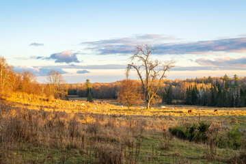 Cattle graze across a rough pasture with scattered trees and mixed woodland visible in the background during autumn in rural Ontario.