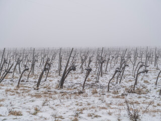 snow covered vineyard .winter time