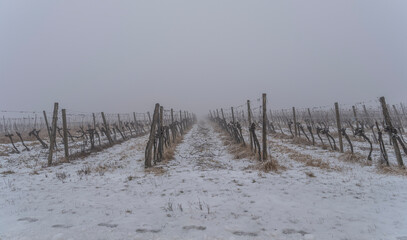snow covered vineyard .winter time