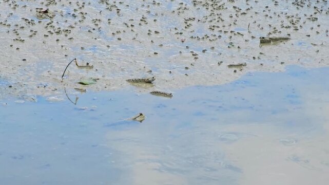 Mudskippers on mudflat at low tide, tropical fish out of water, coastal wetland ecosystem, marine life, amphibious fish behavior, shallow water habitat, mangrove environment, wildlife nature scene.