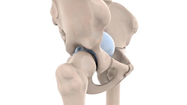 3D Animation of Human Hip Joint Bone Structure and Pelvic Girdle Anatomy - Stock Footage