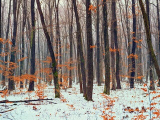 snow covered winter forest