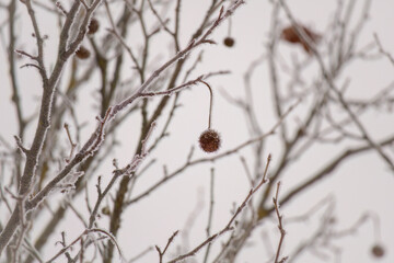 a chestnut tree with chestnuts at a snowy winter day