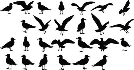 Obraz premium Large collection of black seagull silhouettes featuring various flying and standing poses for coastal wildlife nature conservation beach habitat and marine bird design projects