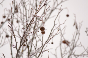 a chestnut tree with chestnuts at a snowy winter day