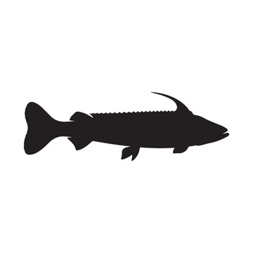 Bowfin Fish silhouette vector art white background