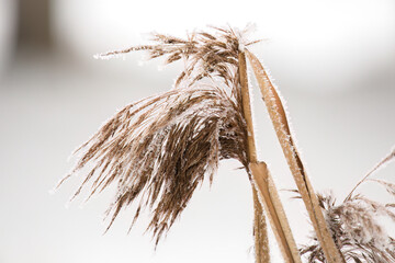 dry reed grass with snow flakes at a cold winter day