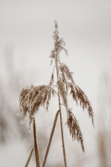 dry reed grass with snow flakes at a cold winter day