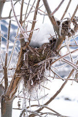 a snow covered bird nest at a cold winter day